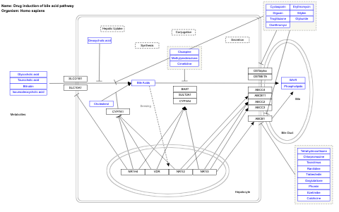 Drug induction of bile acid pathway