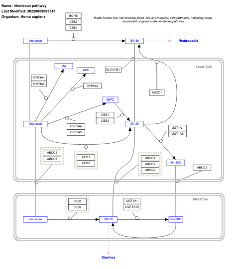 Irinotecan pathway