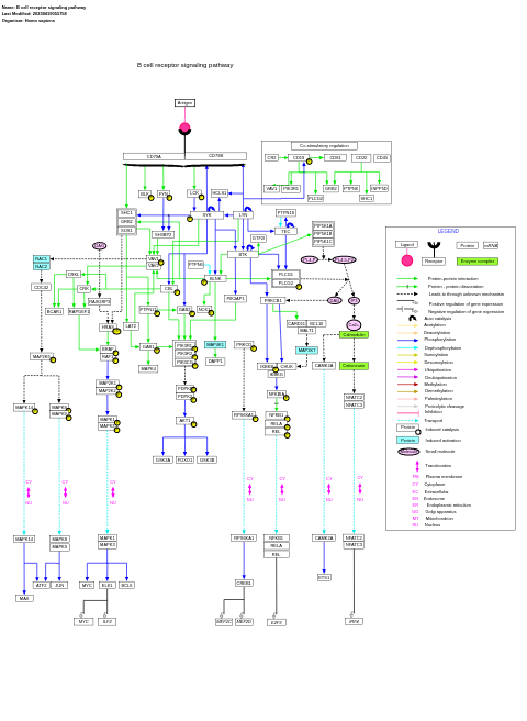 B cell receptor signaling pathway