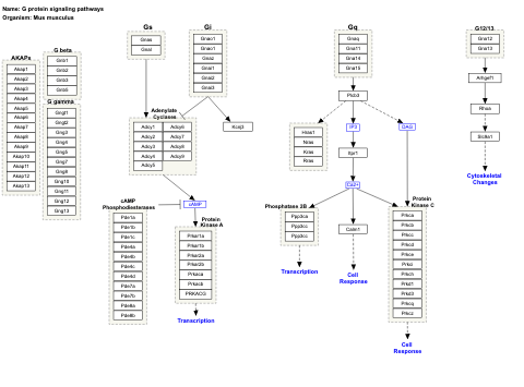 G protein signaling pathways