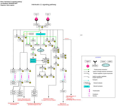 Interleukin-11 signaling pathway