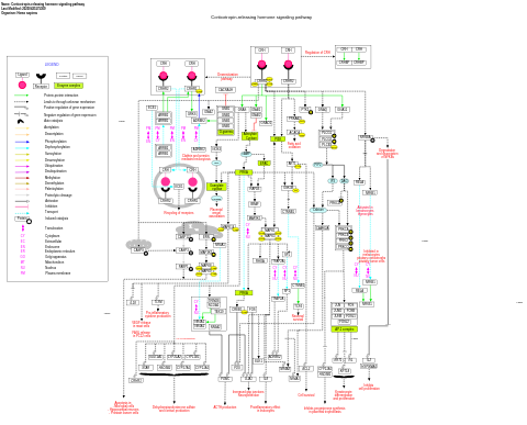 Corticotropin-releasing hormone signaling pathway