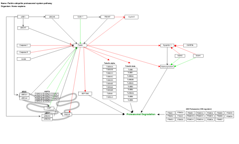 Parkin-ubiquitin proteasomal system pathway