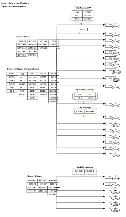 Histone modifications