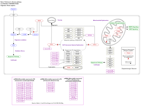 Parkinson's disease pathway