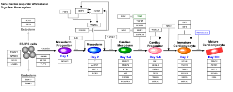Cardiac progenitor differentiation