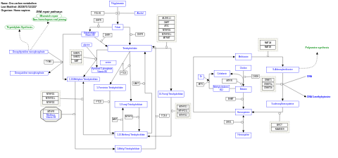 One-carbon metabolism