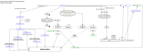Quercetin and Nf-kB / AP-1 induced apoptosis