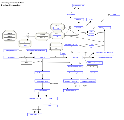 Dopamine metabolism