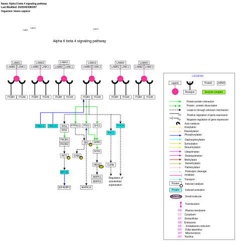Alpha 6 beta 4 signaling pathway