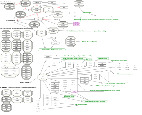 Retinoblastoma gene in cancer