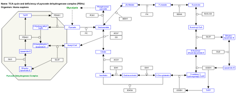 TCA cycle and deficiency of pyruvate dehydrogenase complex (PDHc)