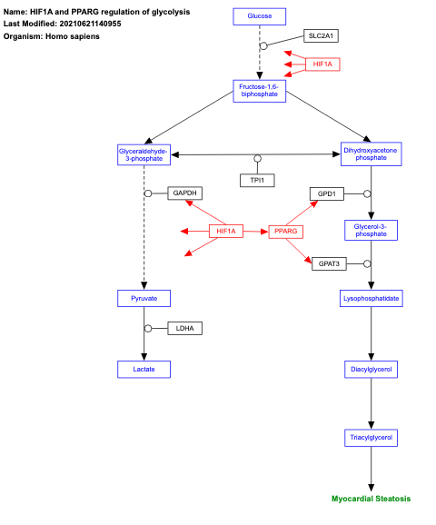 HIF1A and PPARG regulation of glycolysis