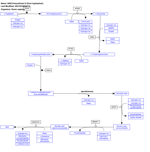 NAD biosynthesis II (from tryptophan)