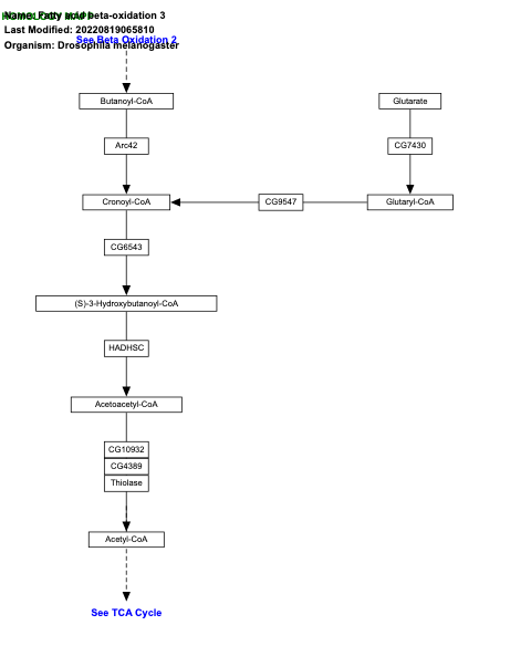 Fatty acid beta-oxidation 3