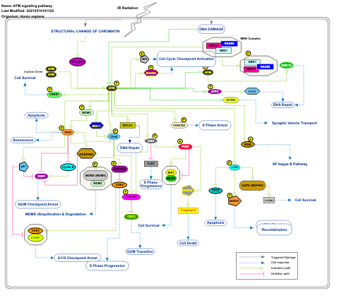 ATM signaling pathway