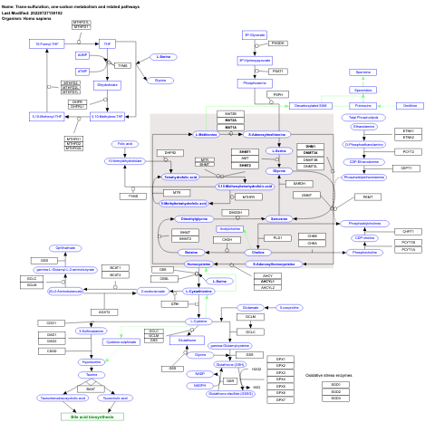 Trans-sulfuration, one-carbon metabolism and related pathways