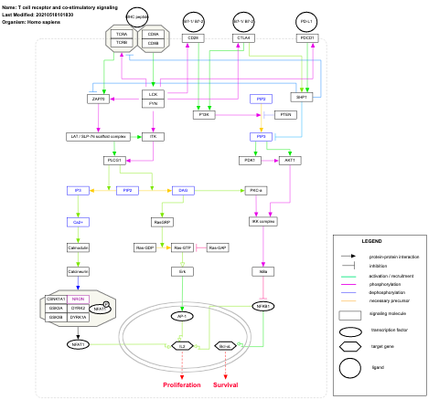 T cell receptor and co-stimulatory signaling