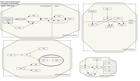 Chicken limb development