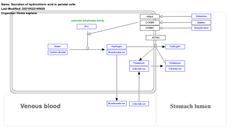 Secretion of hydrochloric acid in parietal cells