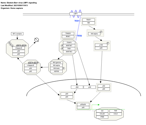 Ebstein-Barr virus LMP1 signaling