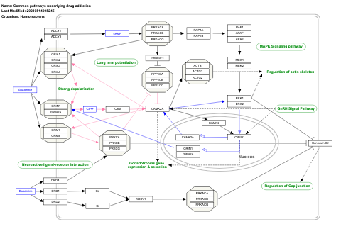 Common pathways underlying drug addiction
