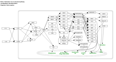 Interleukin-1 (IL-1) structural pathway