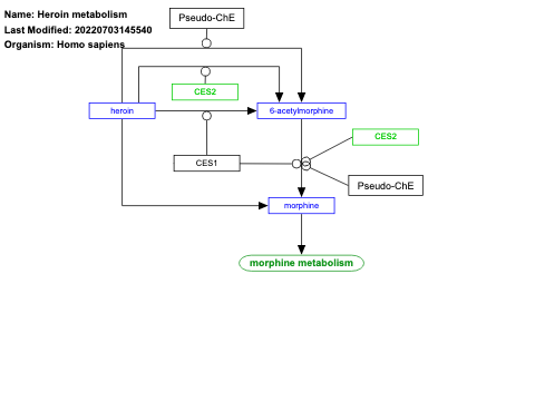 Heroin metabolism