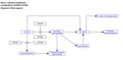 Lidocaine metabolism