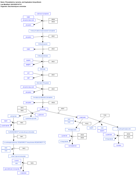 Phenylalanine, tyrosine, and tryptophan biosynthesis