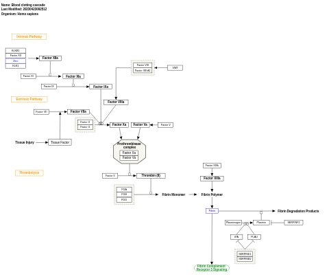 Blood clotting cascade