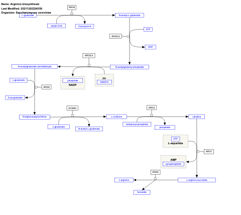 Arginine biosynthesis