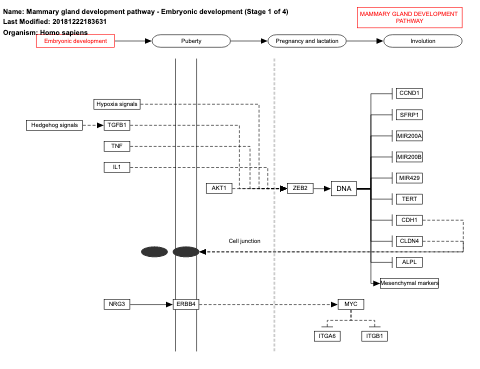 Mammary gland development pathway - Embryonic development (Stage 1 of 4)