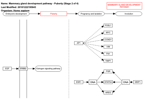 Mammary gland development pathway - Puberty (Stage 2 of 4)