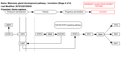 Mammary gland development pathway - Involution (Stage 4 of 4)