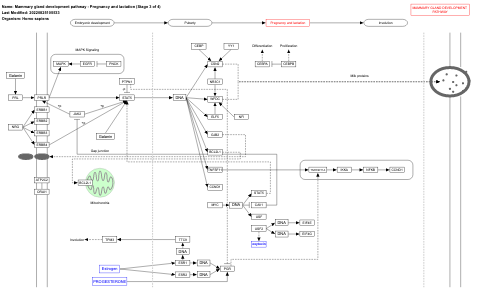Mammary gland development pathway - Pregnancy and lactation (Stage 3 of 4)