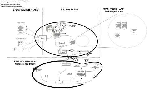 Programmed cell death and cell engulfment