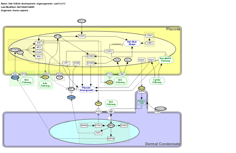 Hair follicle development: organogenesis - part 2 of 3