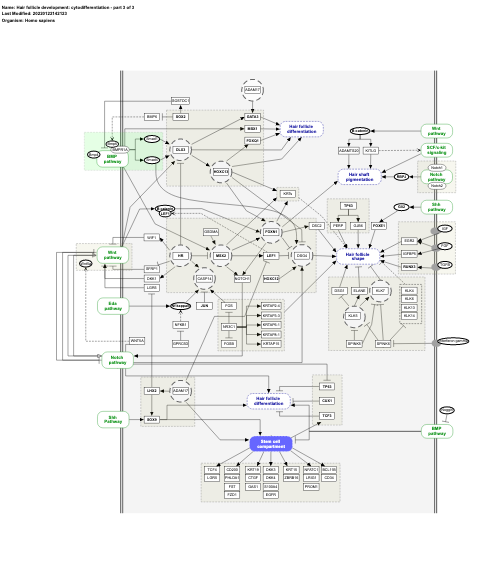 Hair follicle development: cytodifferentiation - part 3 of 3