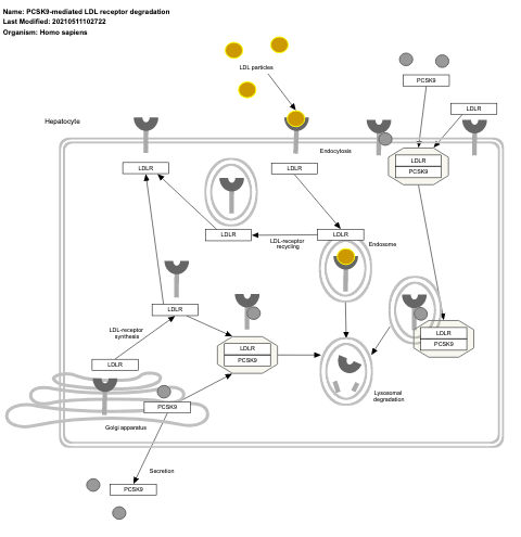 PCSK9-mediated LDL receptor degradation