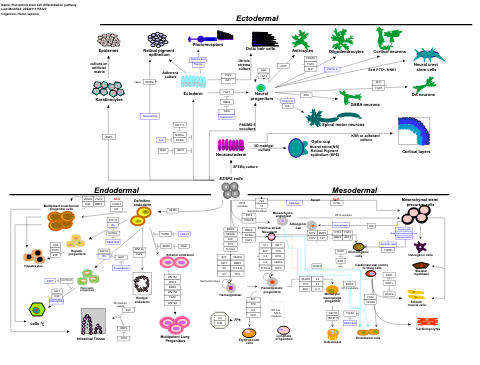 Pluripotent stem cell differentiation pathway