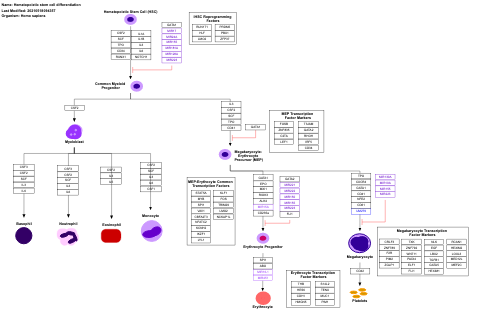 Hematopoietic stem cell differentiation