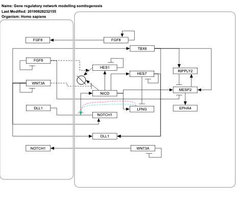 Gene regulatory network modelling somitogenesis 