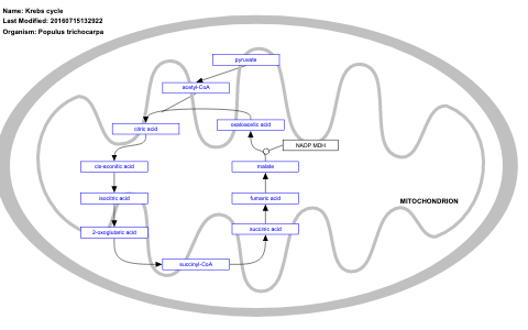 Krebs cycle