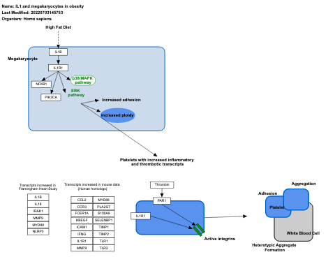 IL1 and megakaryocytes in obesity