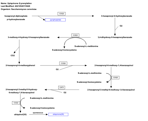 Upiquinone Q prenylation