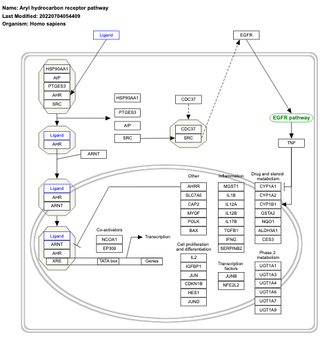 Aryl hydrocarbon receptor pathway