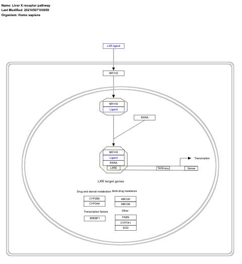 Liver X receptor pathway