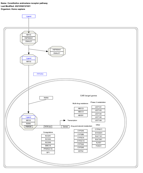 Constitutive androstane receptor pathway