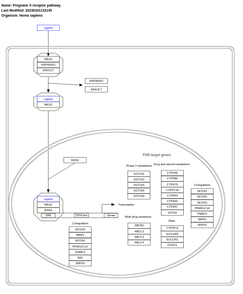 Pregnane X receptor pathway